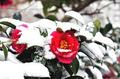 雪椿.jpg